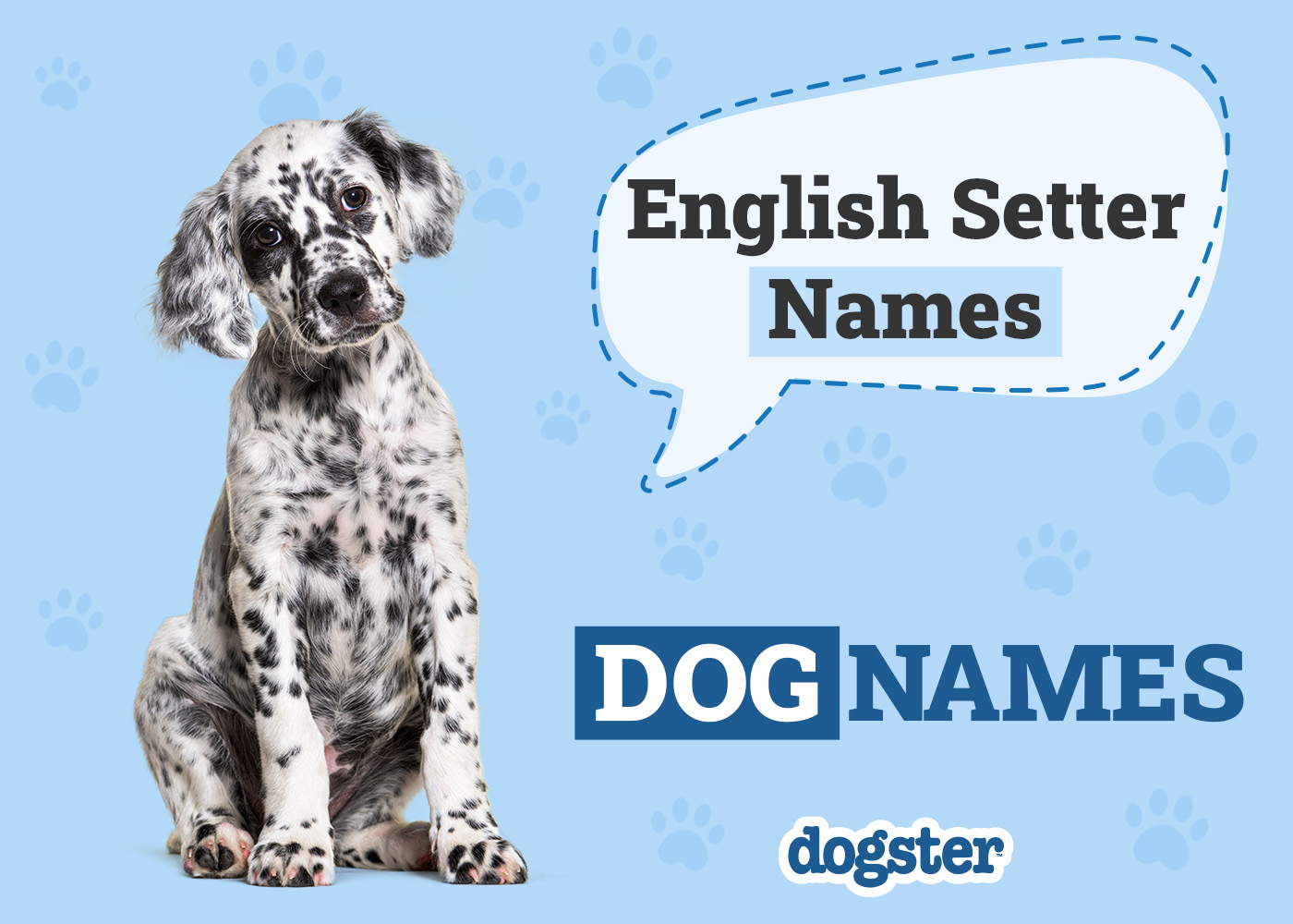 200+ Popular & Unique English Setter Names: Ideas for Spotted Sport Dogs