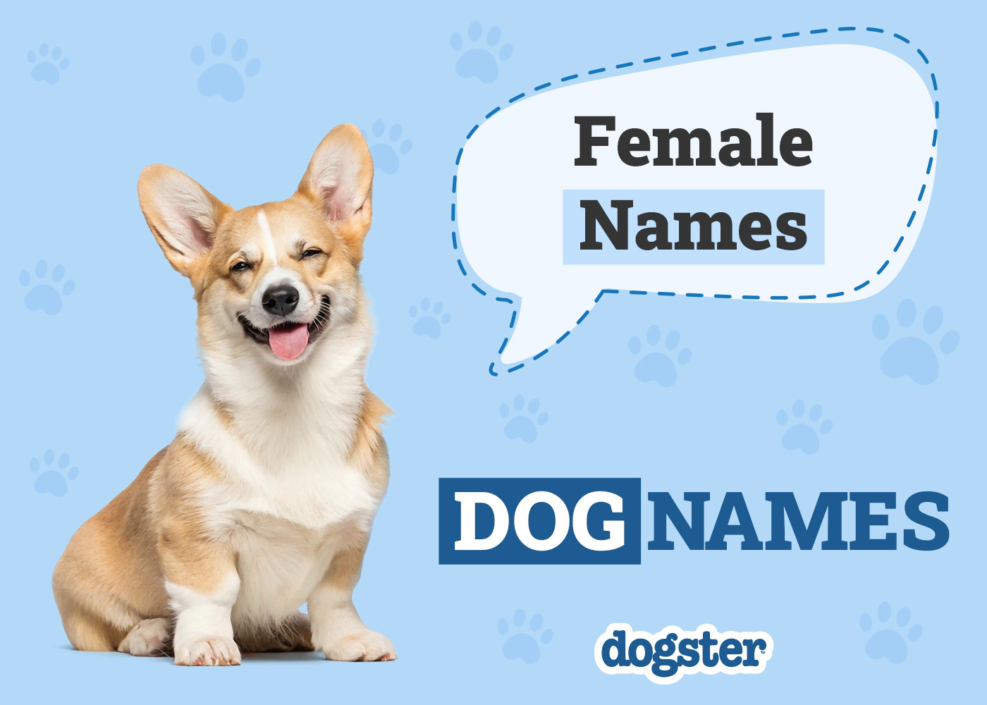 150+ Unique Female Dog Names With Meanings