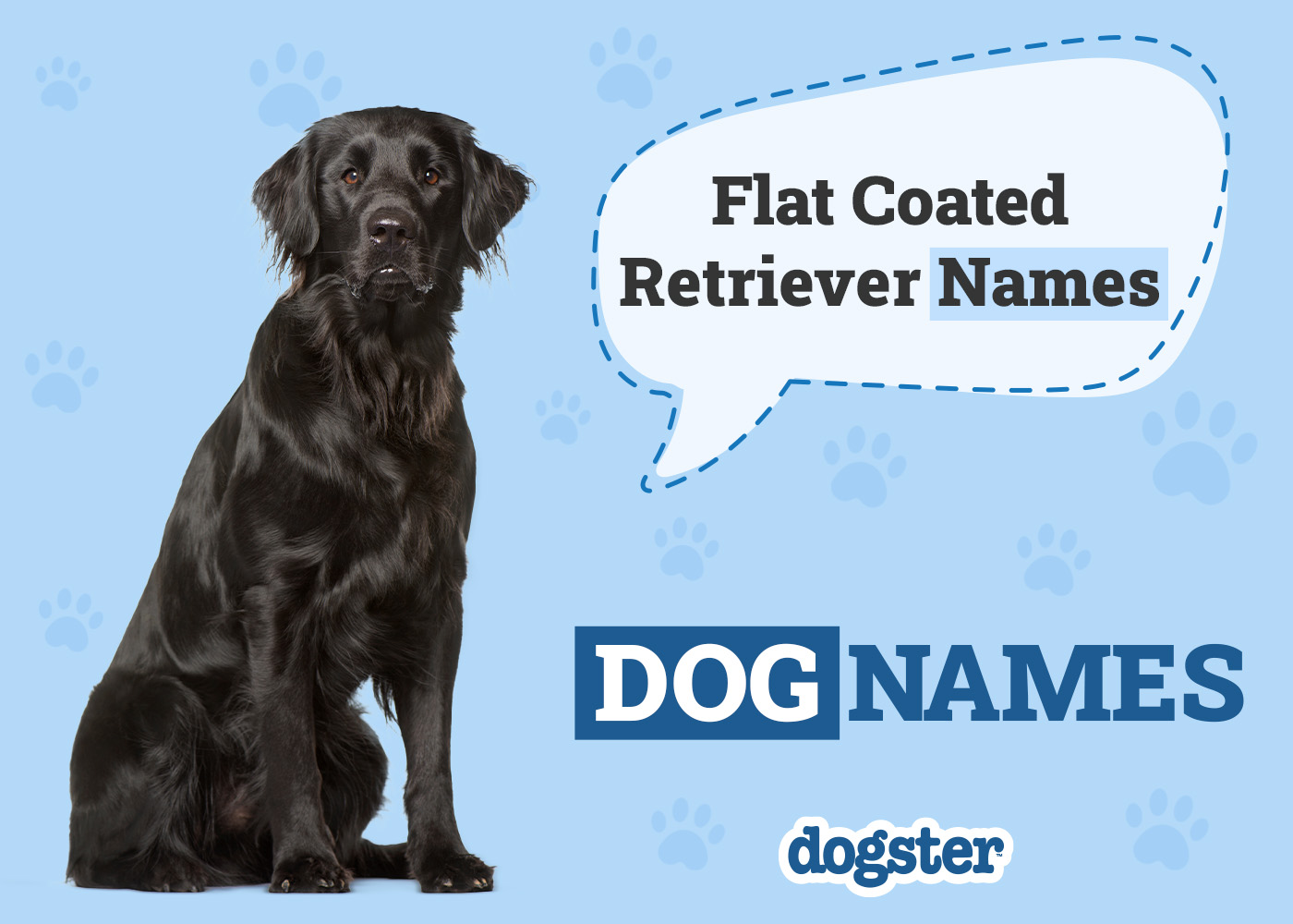 180+ Popular & Unique Flat-Coated Retriever Dog Names