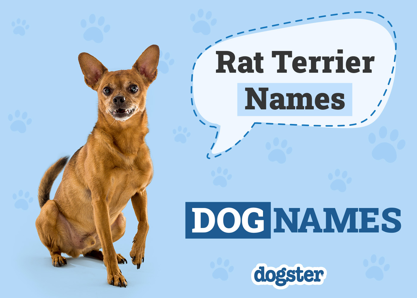 125 Popular Rat Terrier Dog Names: Unique Options for Your Pet