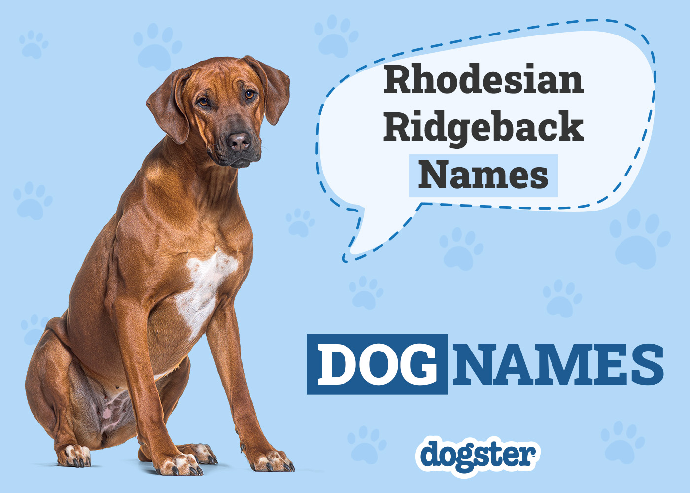 150+ Rhodesian Ridgeback Names: Ideas for Grand Guard Dogs