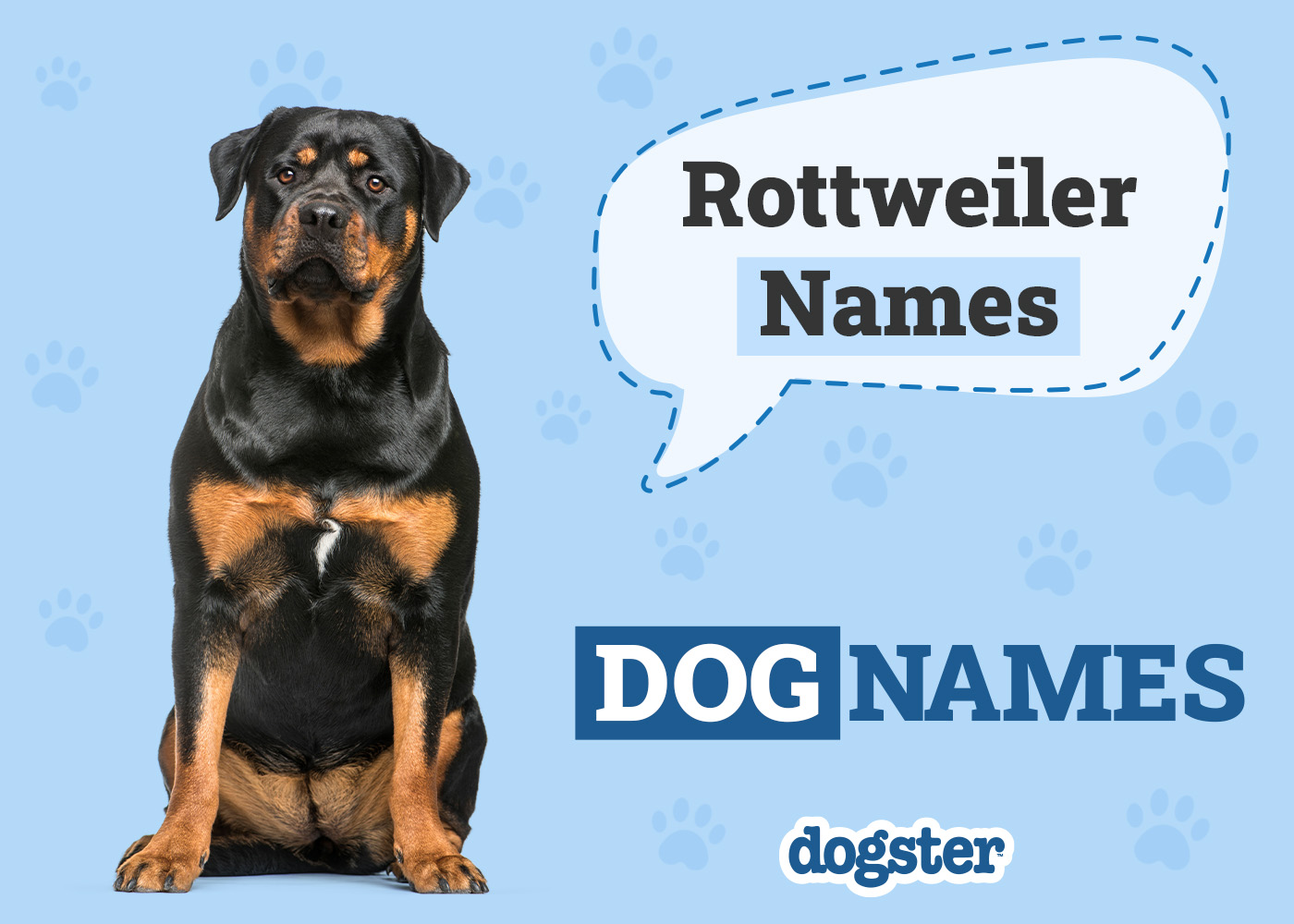 150+ Rottweiler Names: Popular & Strong Ideas for Your Rottie