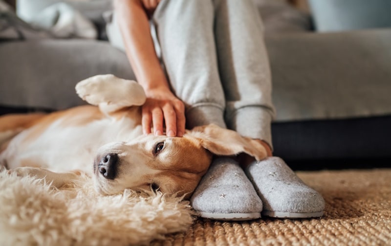 Person caressing dog lying face-up on the carpet