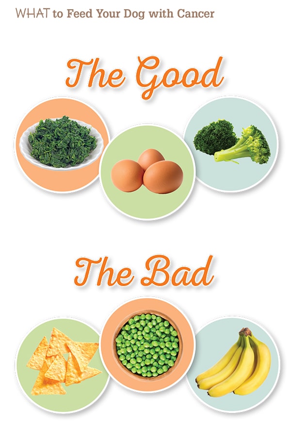 What to Feed a Dog With Cancer.