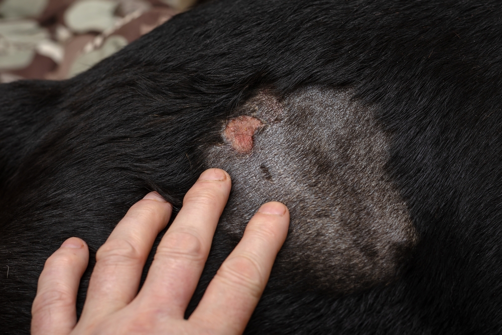 Can I Treat My Dog’s Abscess at Home? Our Vet Explains