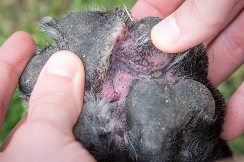 Close-up-between-the-pads-of-a-red-and-swollen-canine-paw-with-open-wounds-as-a-result-of-canine-atopic-dermatitis