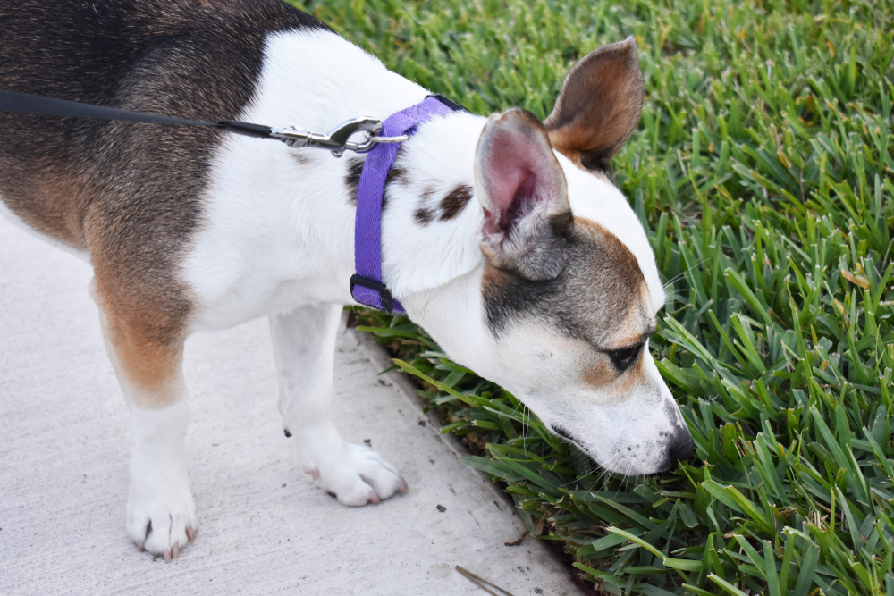 Dog sniffing grass