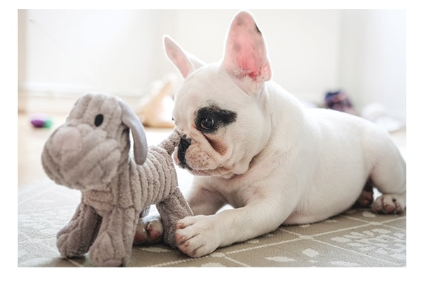 Preparation is key when helping your dog with recovery. Photography by: ©gollykim | Getty Images