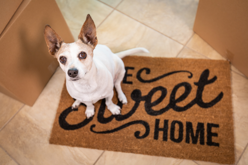Cute dog sitting on the door mat