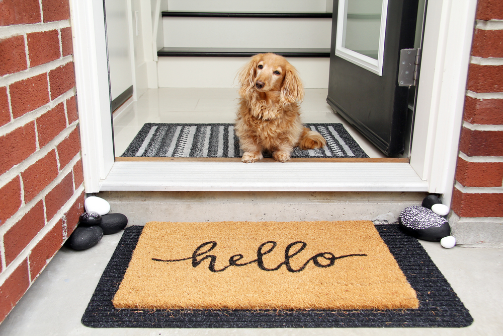 Long-haired Dachshund waiting at the front door