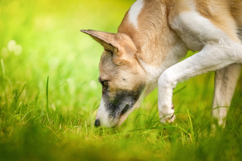 12 Vet-Approved Facts About Your Dog’s Sense of Smell