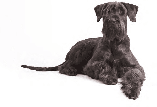Giant Schnauzer