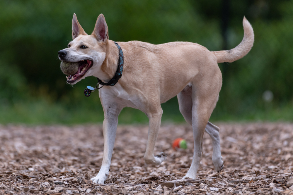 A happy Carolina Dog