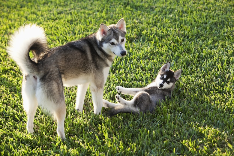 Can an Unvaccinated Puppy Be Around Vaccinated Dogs? Vet-Approved Facts