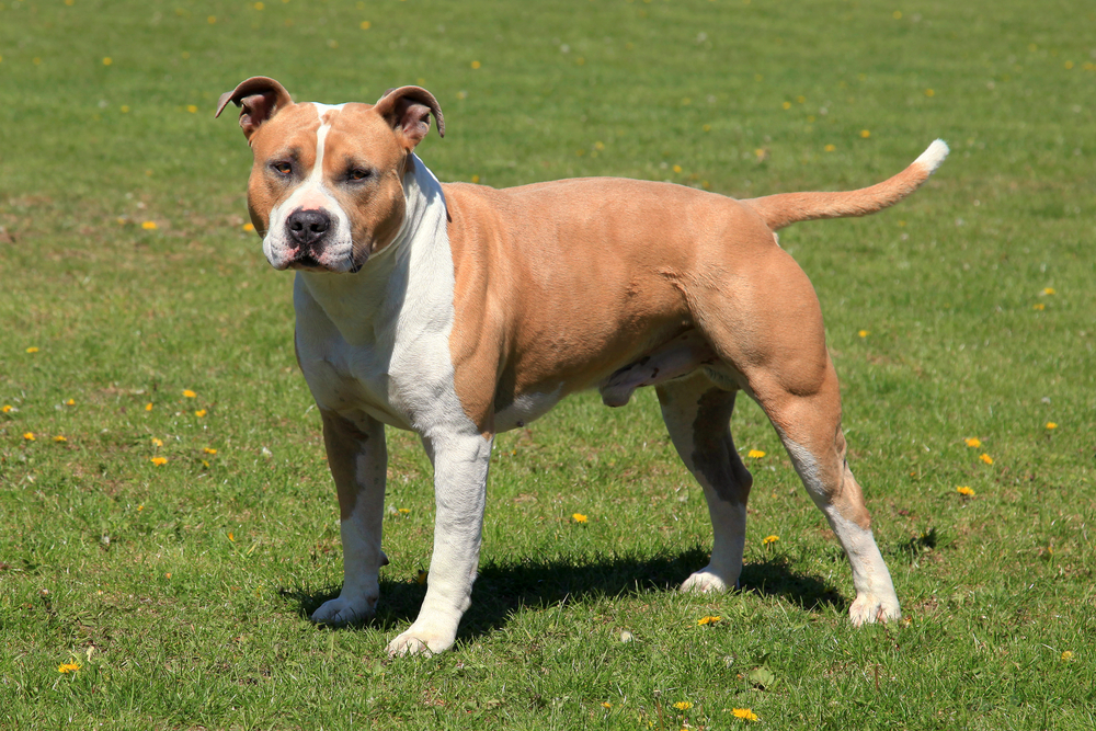 American Staffordshire Terrier Breed Info, Pictures, Facts & Traits