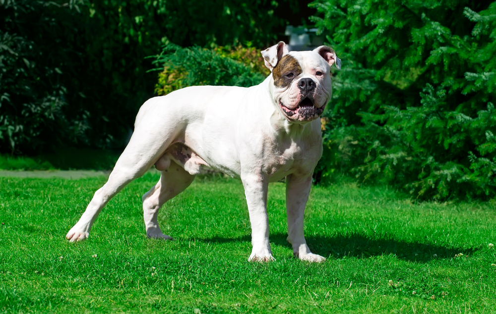 American bulldog on grass