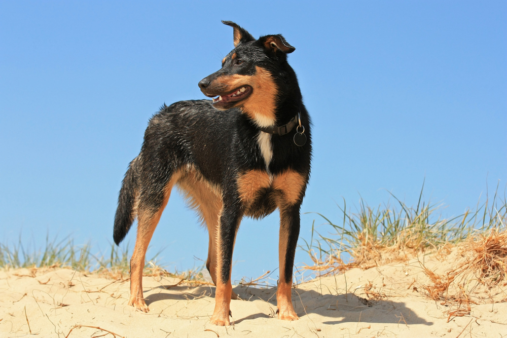 Top 6 Dog-Friendly Beaches in Los Angeles: Off-Leash & On-Leash Places to Go