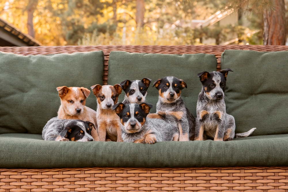 Australian cattle puppies sitting on a couch outdoors