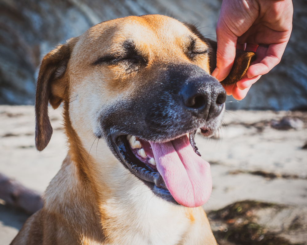 Do Dogs Have Lips? Vet-Verified Canine Mouth Anatomy Facts
