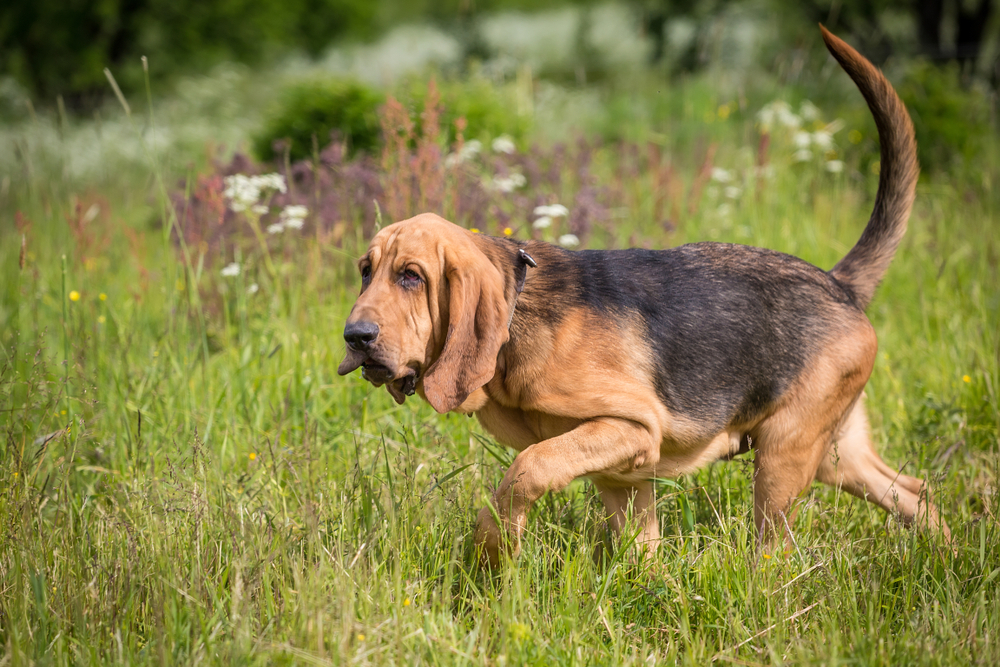 How Smart Is a Bloodhound? Vet-Verified Facts, Tips & Comparison