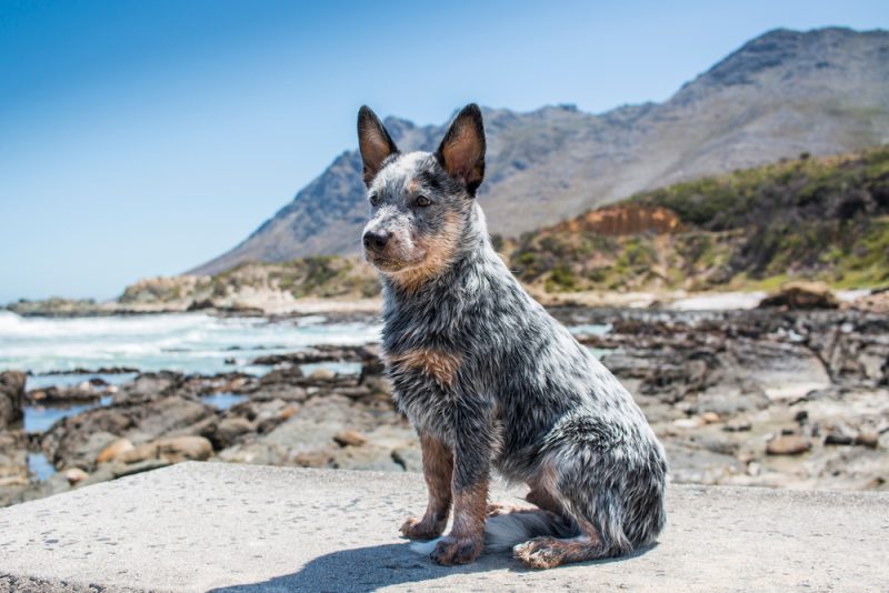 Blue Heeler