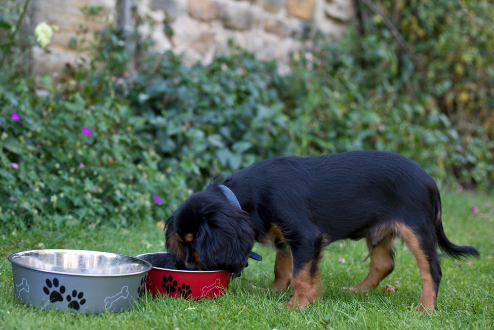 Cavalier King Charles Spaniel puppy eating outside