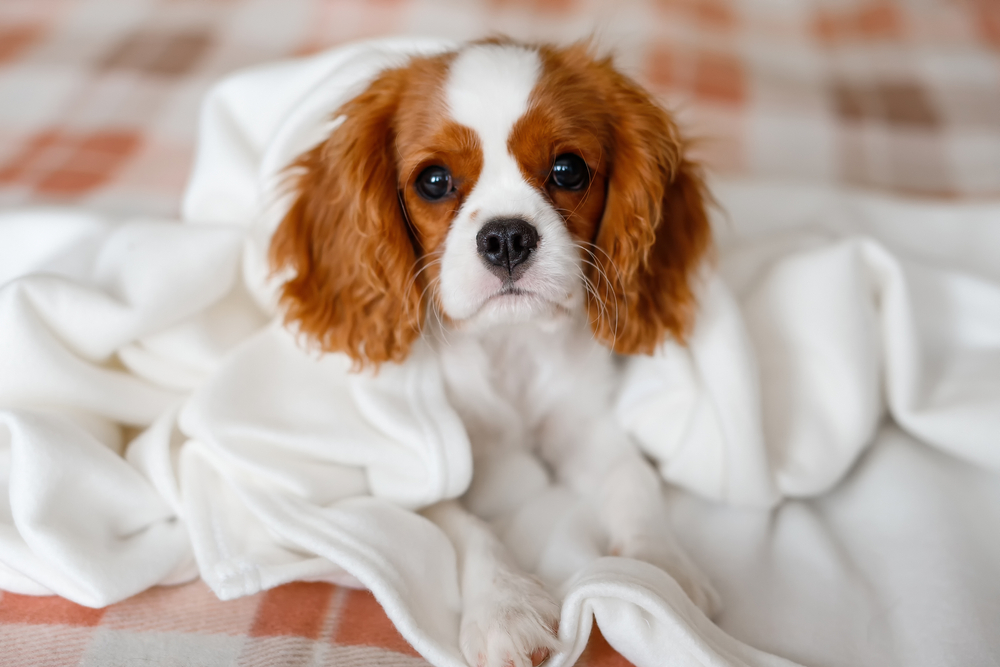 Cavalier King Charles Spaniel puppy under a blanket