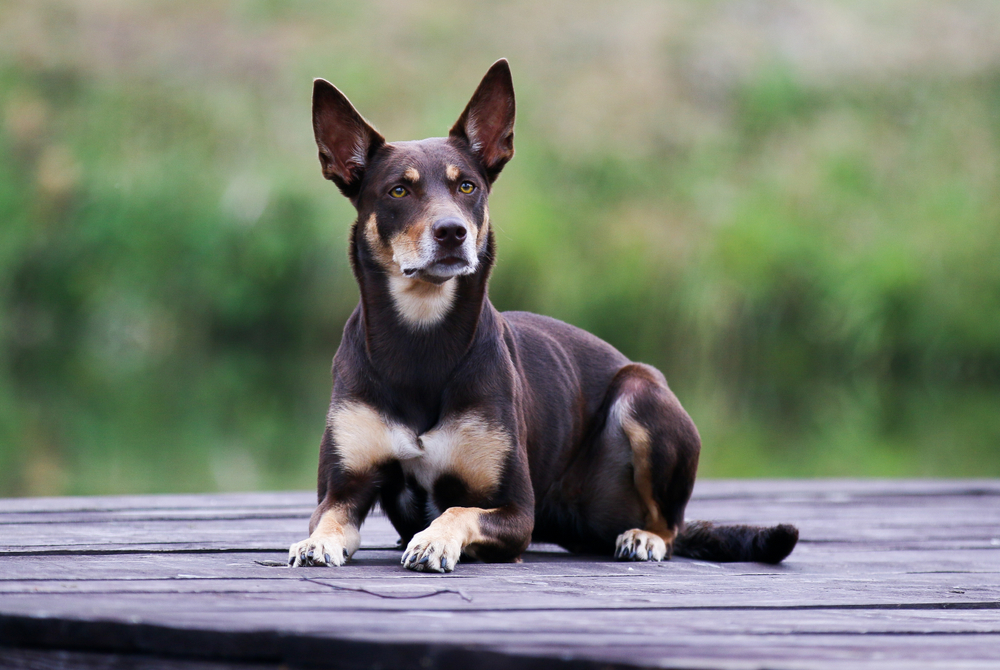 Chocolate brown and sable tan Australian kelpie dog