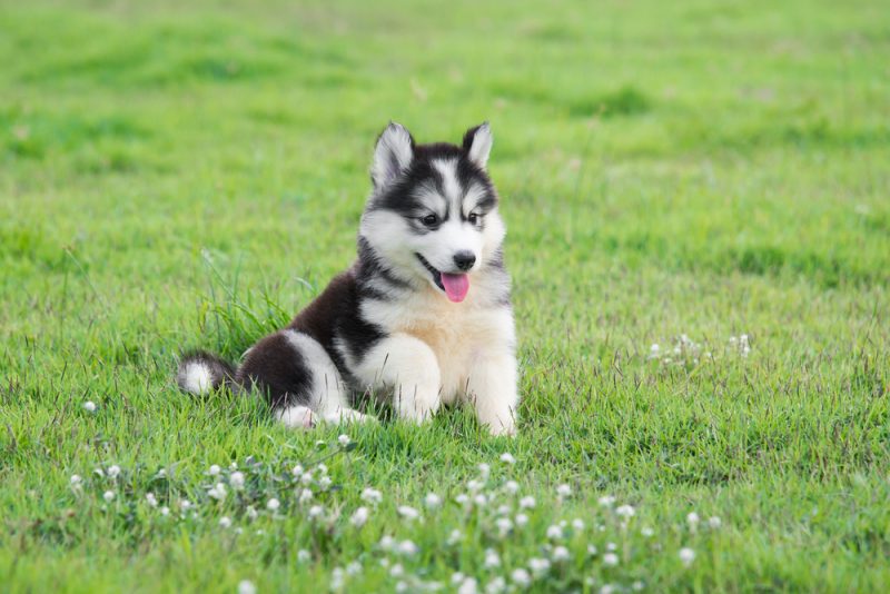 Cute siberian husky puppy on grass