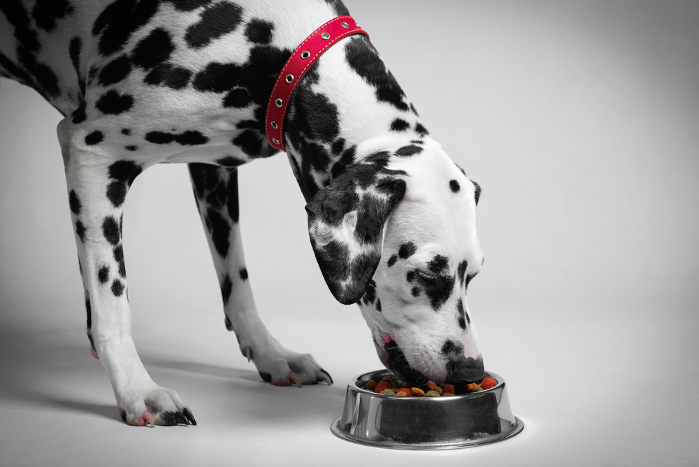 Dalmatian eating dry dog food