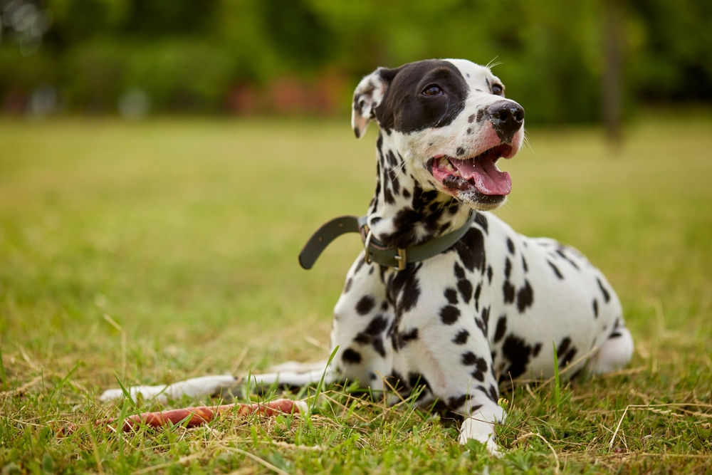 Dalmatian laying on grass