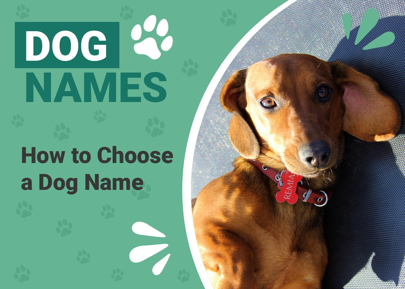 How to Choose a Dog Name: 10 Great Tips