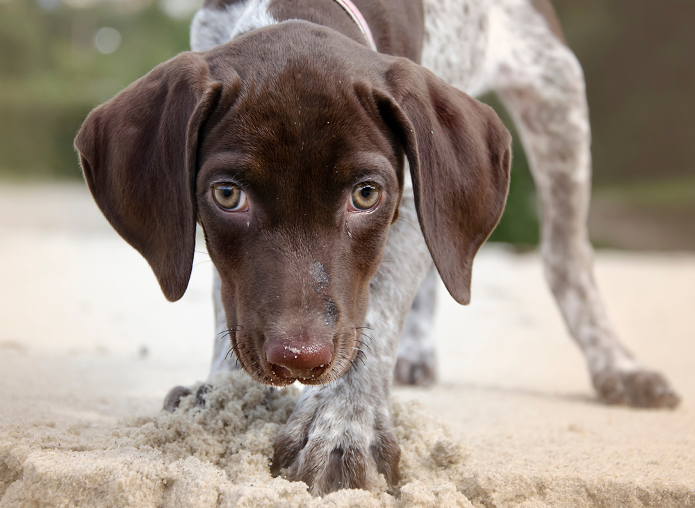 German Shorthaired Pointer puppy