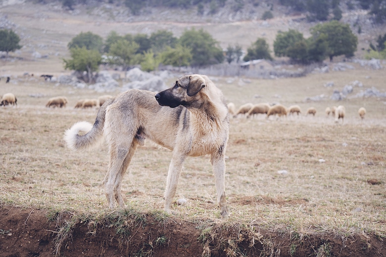 Kangal Dog