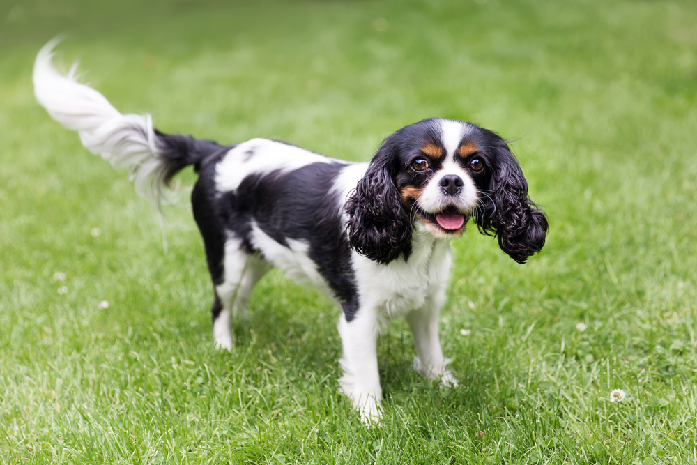Happy cavalier spaniel standing on the grass