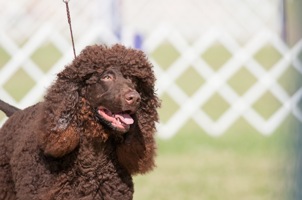 Irish Water Spaniel