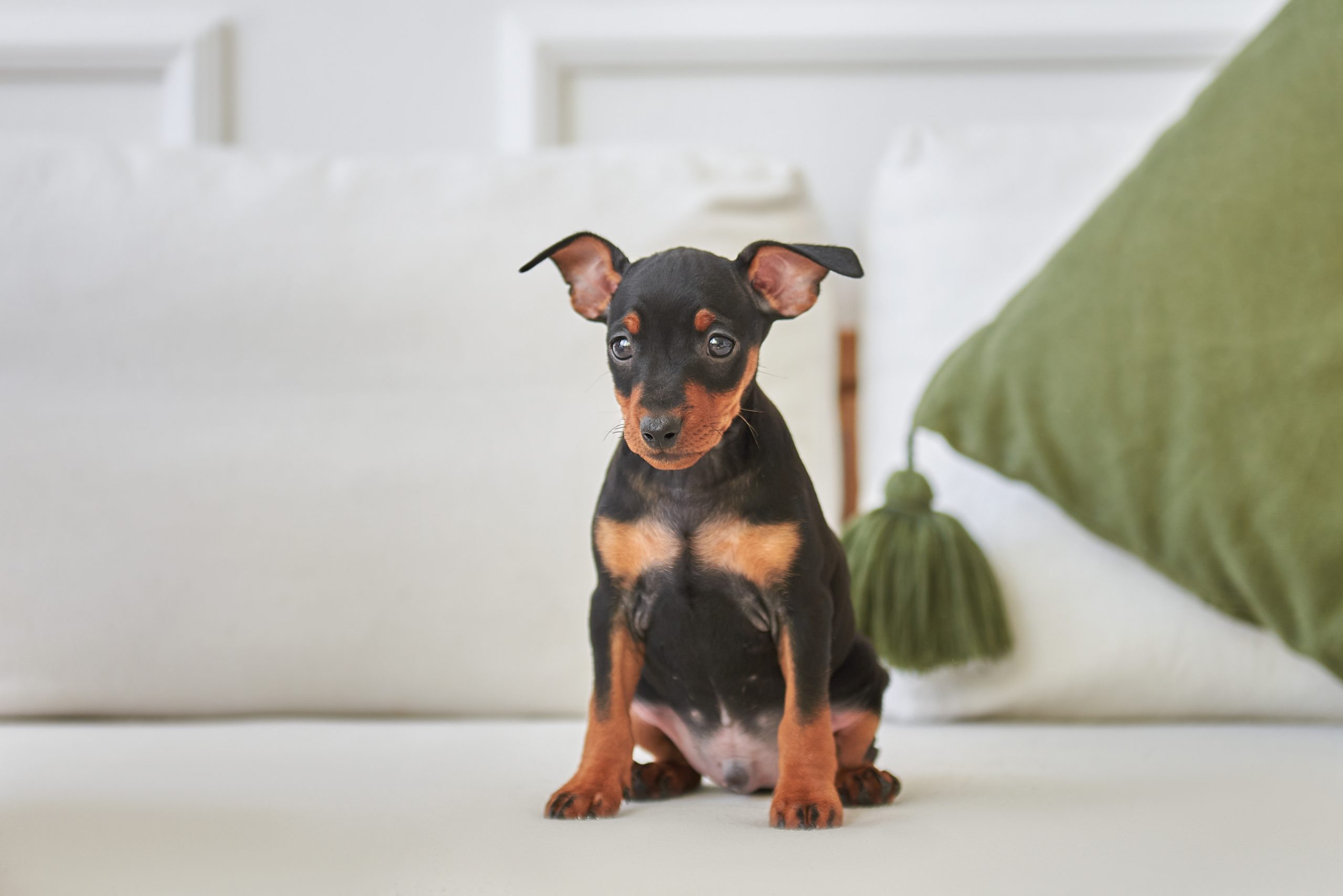 Why Does My Dog Poop On The Couch? 8 Vet-Reviewed Reasons & Prevention