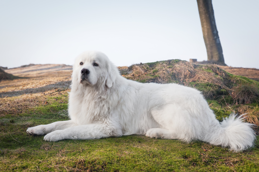Polish Tatra Sheepdog: Breed Info, Pictures, Temperament & Traits