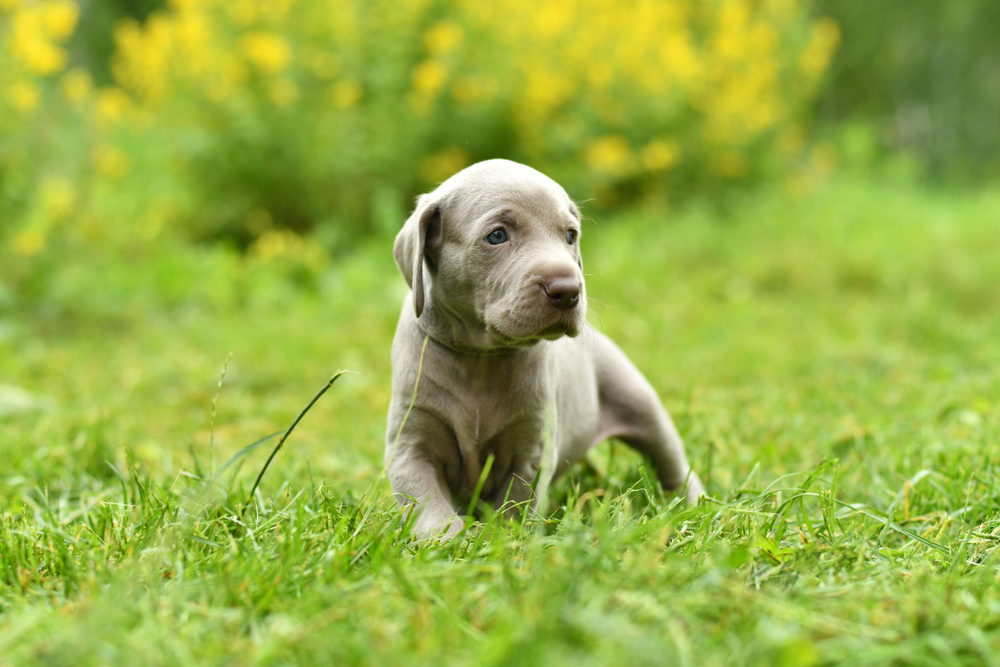 Weimaraner puppy