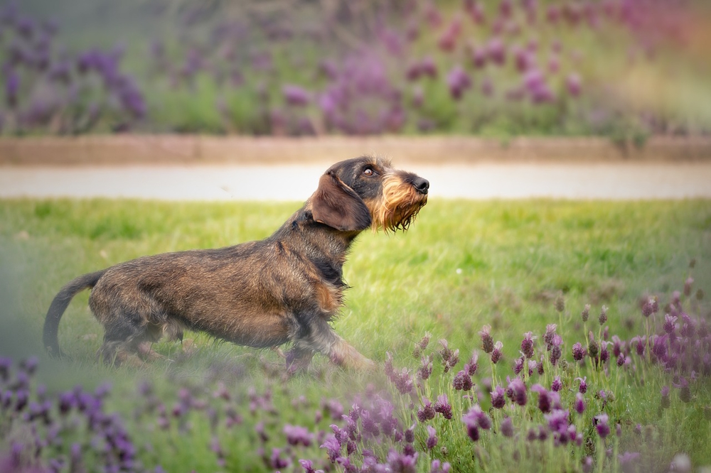 Wire-haired-Dachshund-outside