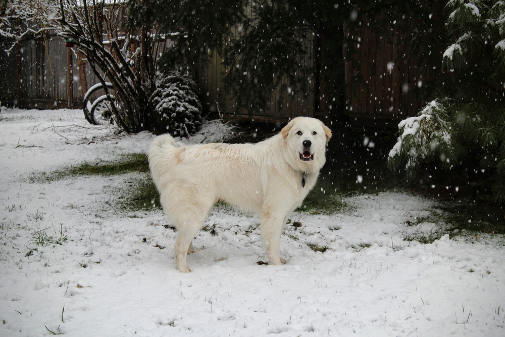 a large great pyrenees dog standing on snow