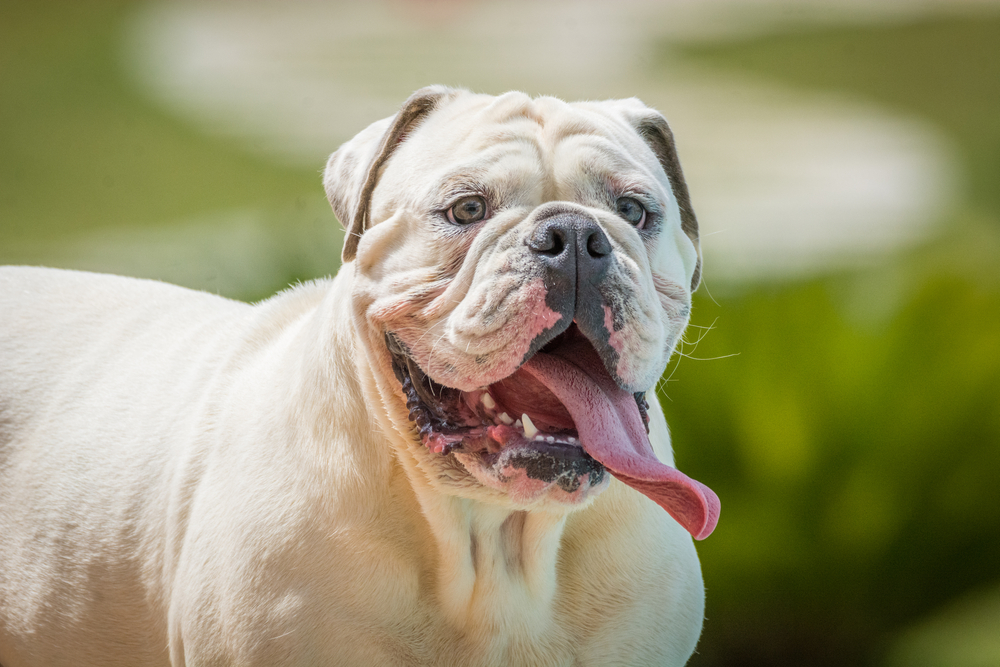 a white olde english bulldog with its tongue out