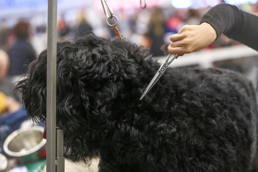barber cutting hair at dog show