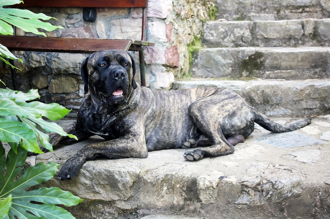 brindle american mastiff male