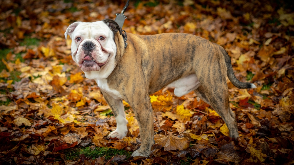 brown and white Olde English Bulldog