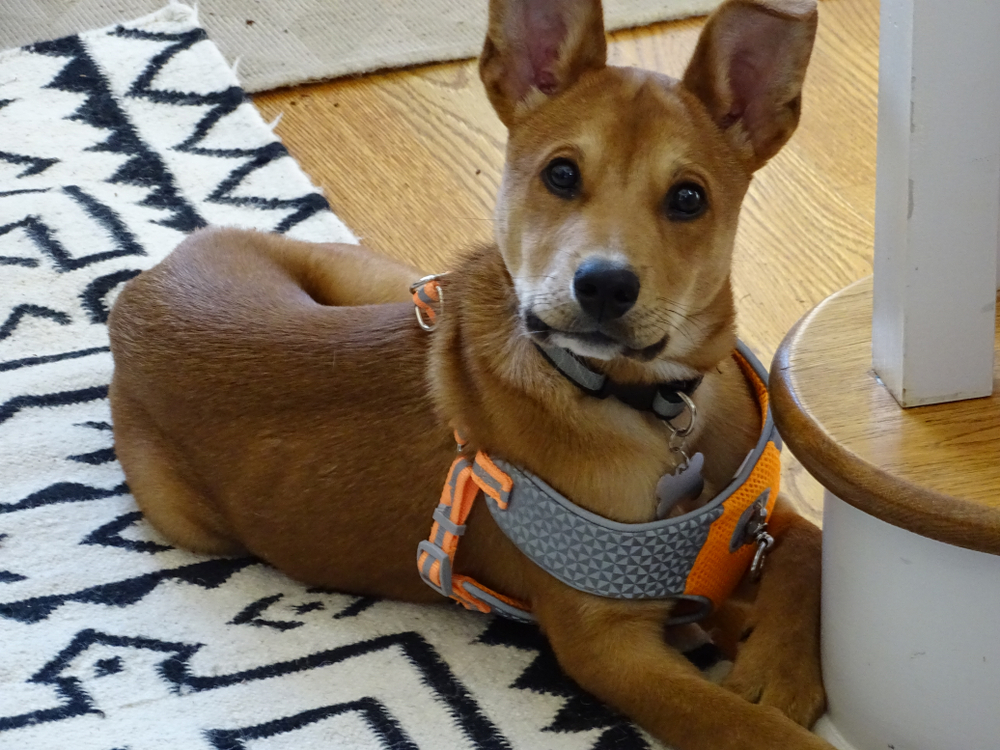 carolina dog