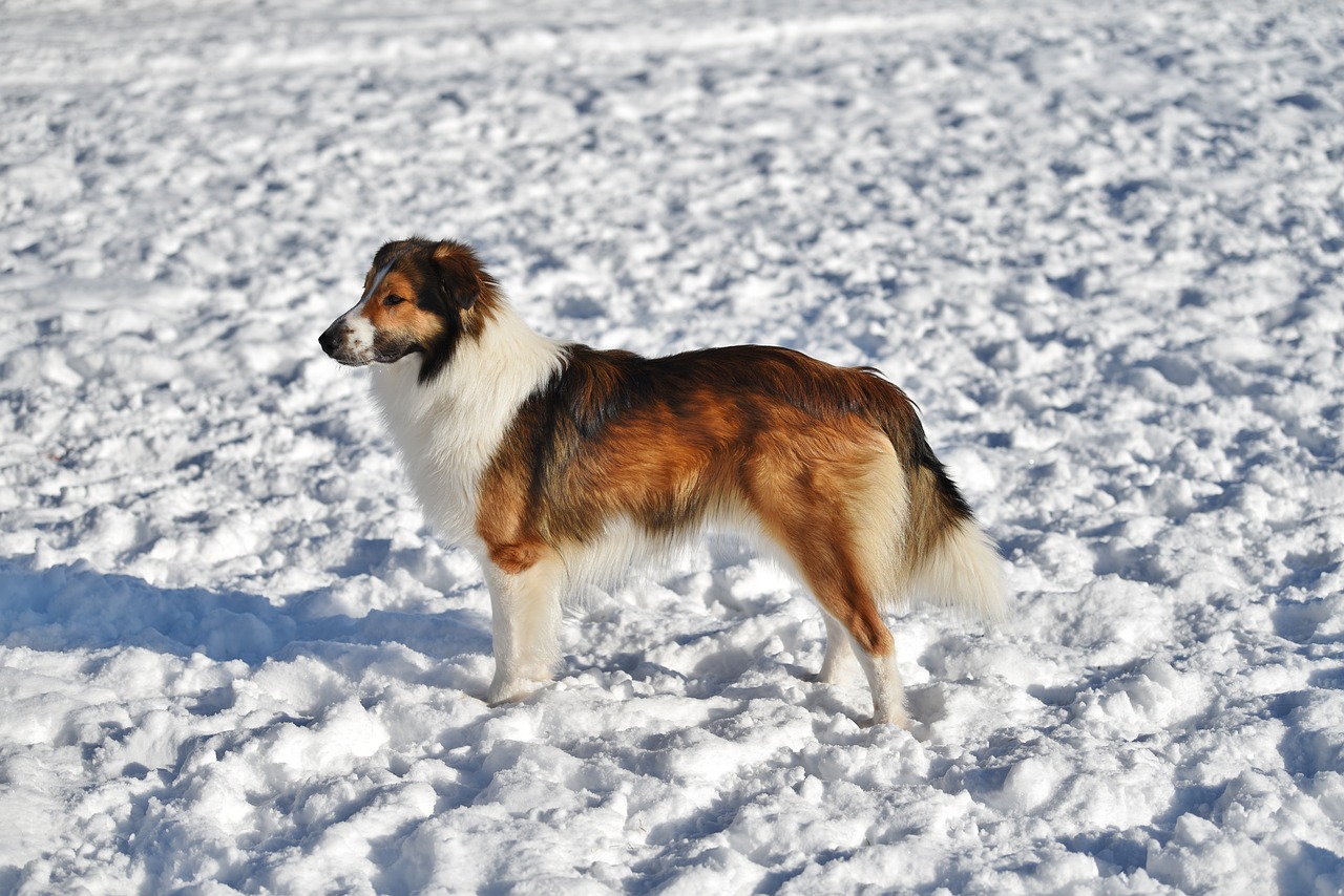 Do Dogs' Paws Get Cold? Vet-Verified Facts & Safety Tips