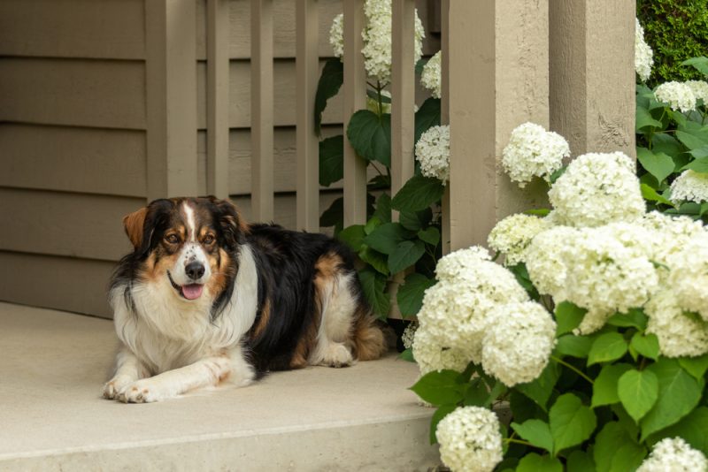 english-shepherd-on-the-porch