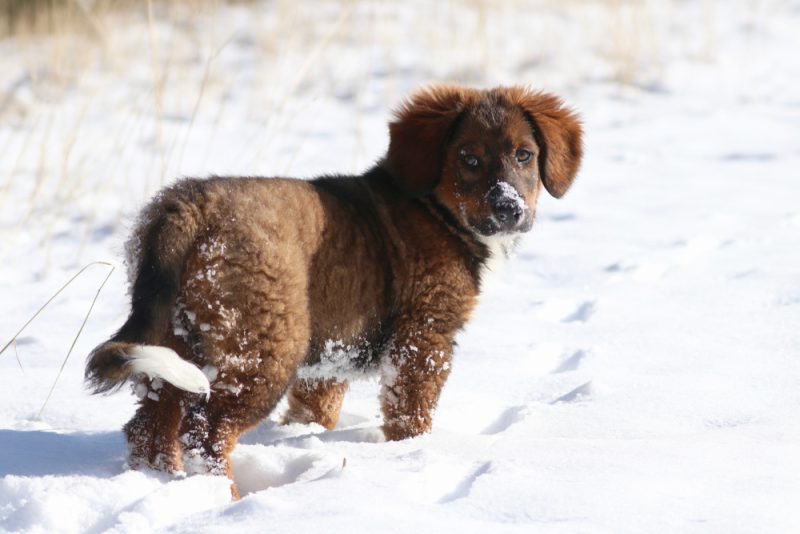 english-shepherd-puppy-in-the-snow