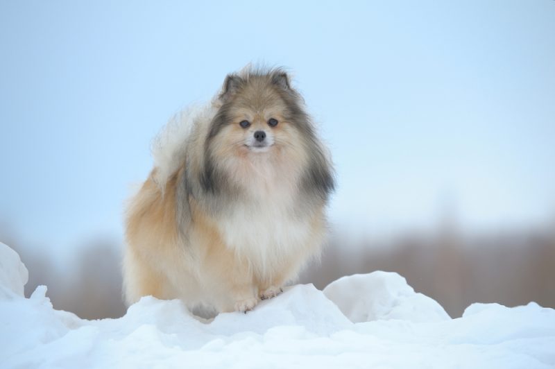 german spitz dog standing in the snow